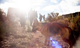 COMPAÑEROS POR NATURALEZA -Taller educación canina en la naturaleza