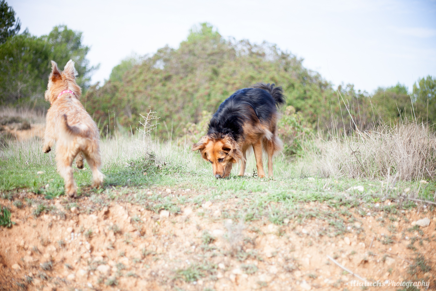 curso adiestramiento búsqueda con perro rebollones Lobo descafeinado (1)