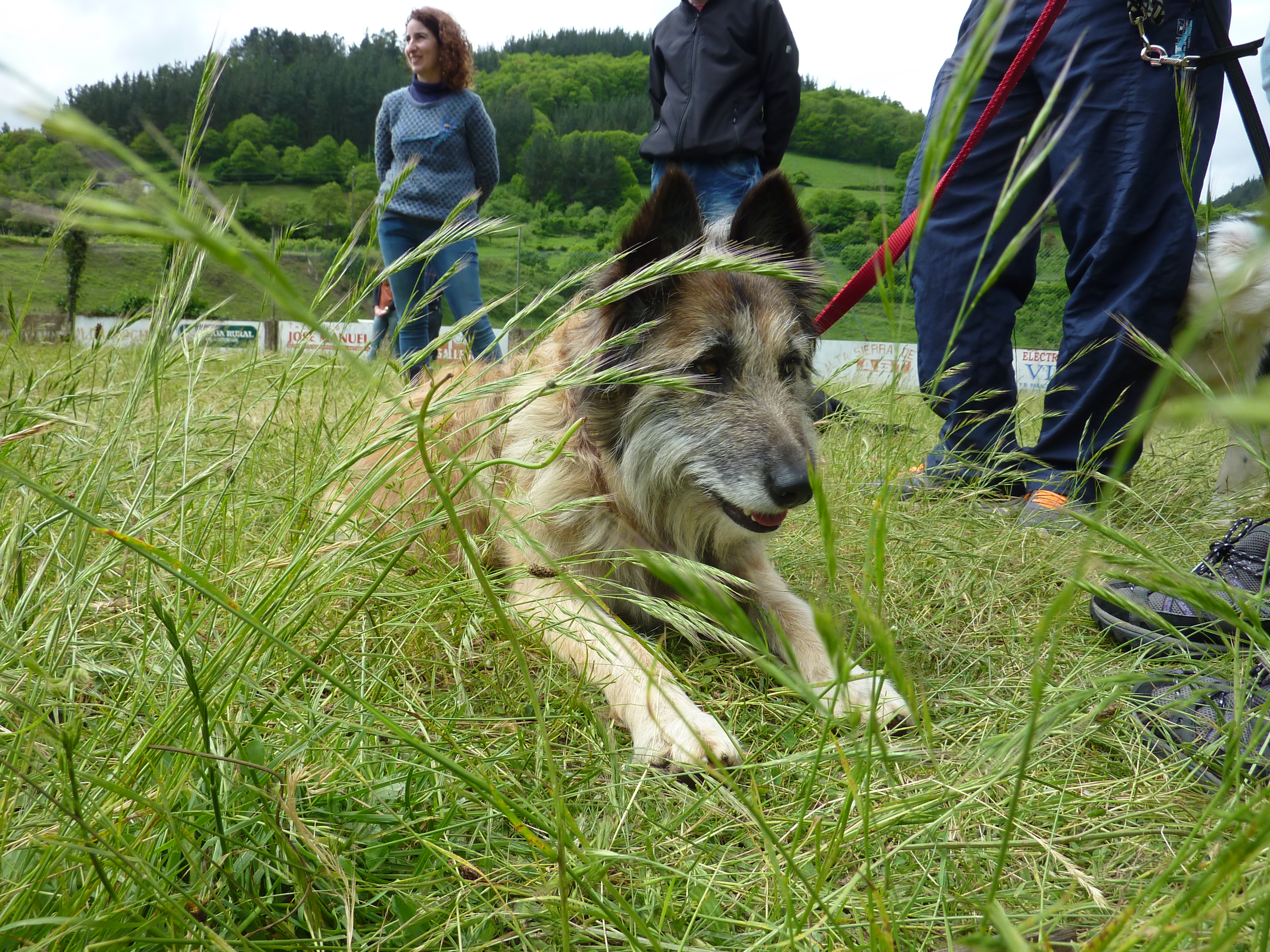 Curso adiestramiento canino Navelgas Asturias (4)