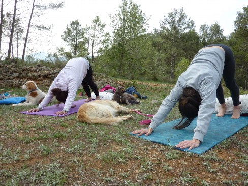 curso de meditación y yoga con perro - Lobo Descafeinado