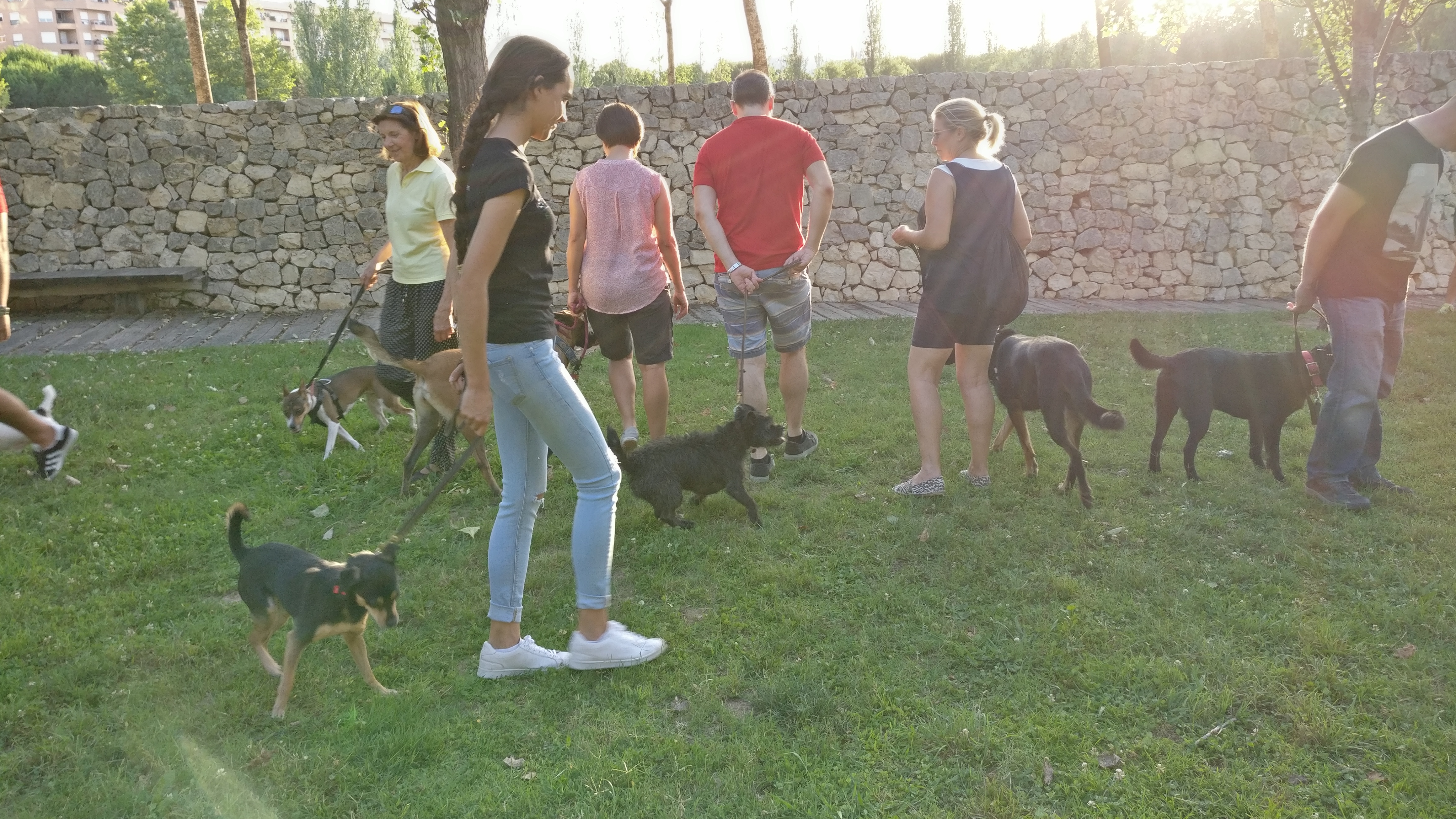 Actividades con perro y curso de adiestramiento canino 2017 (6)