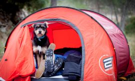 Calendario actividades con perro y curso de adiestramiento canino en Valencia