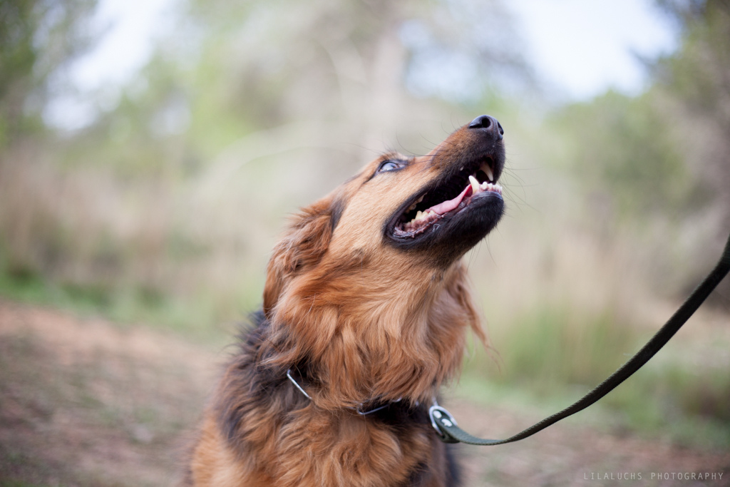 actividades-con-perro-curso adiestramiento-canino-obediencia