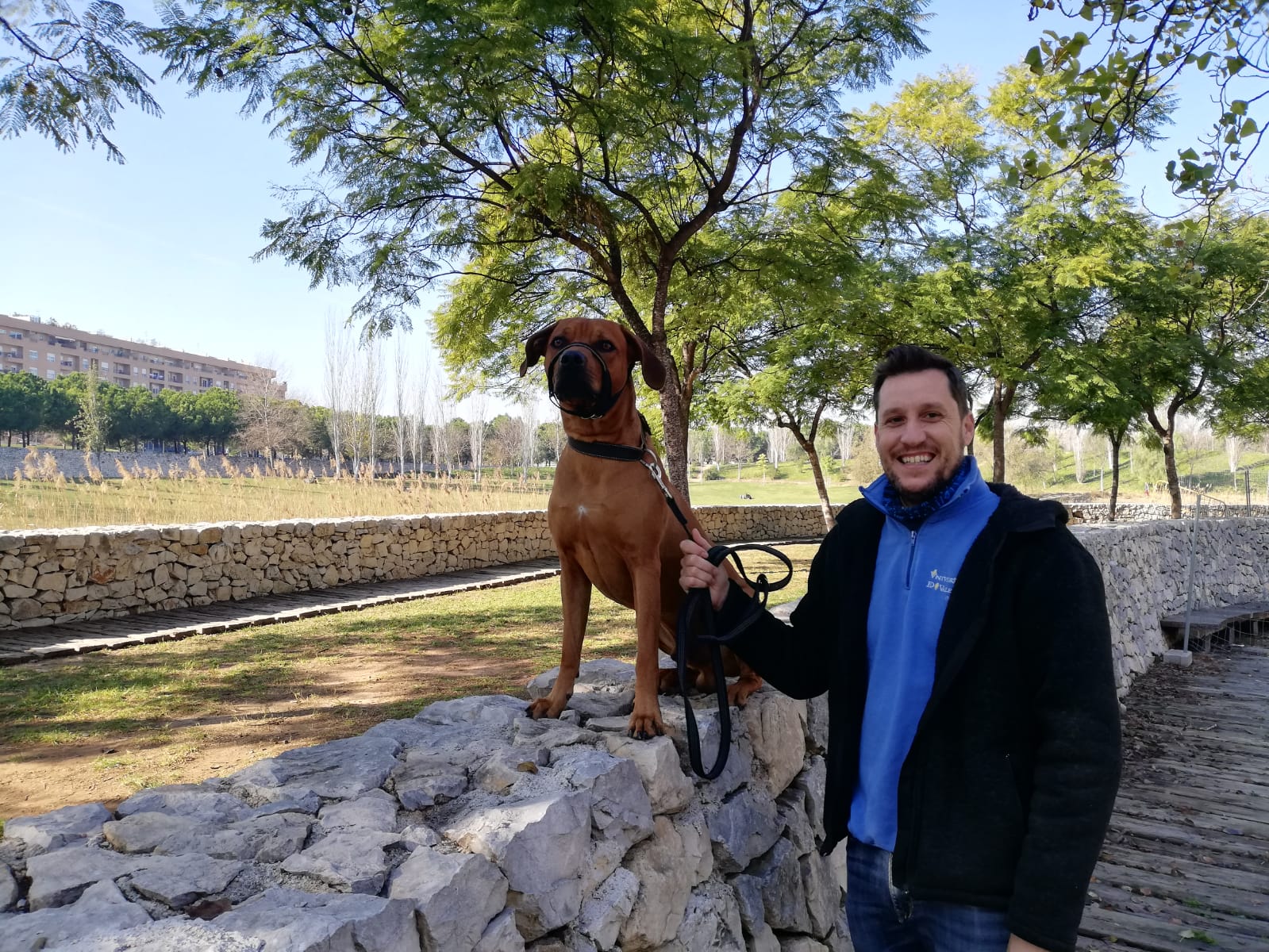 Un León enjaulado – Adiestramiento y educación a domicilio en Valencia – Peleas perros